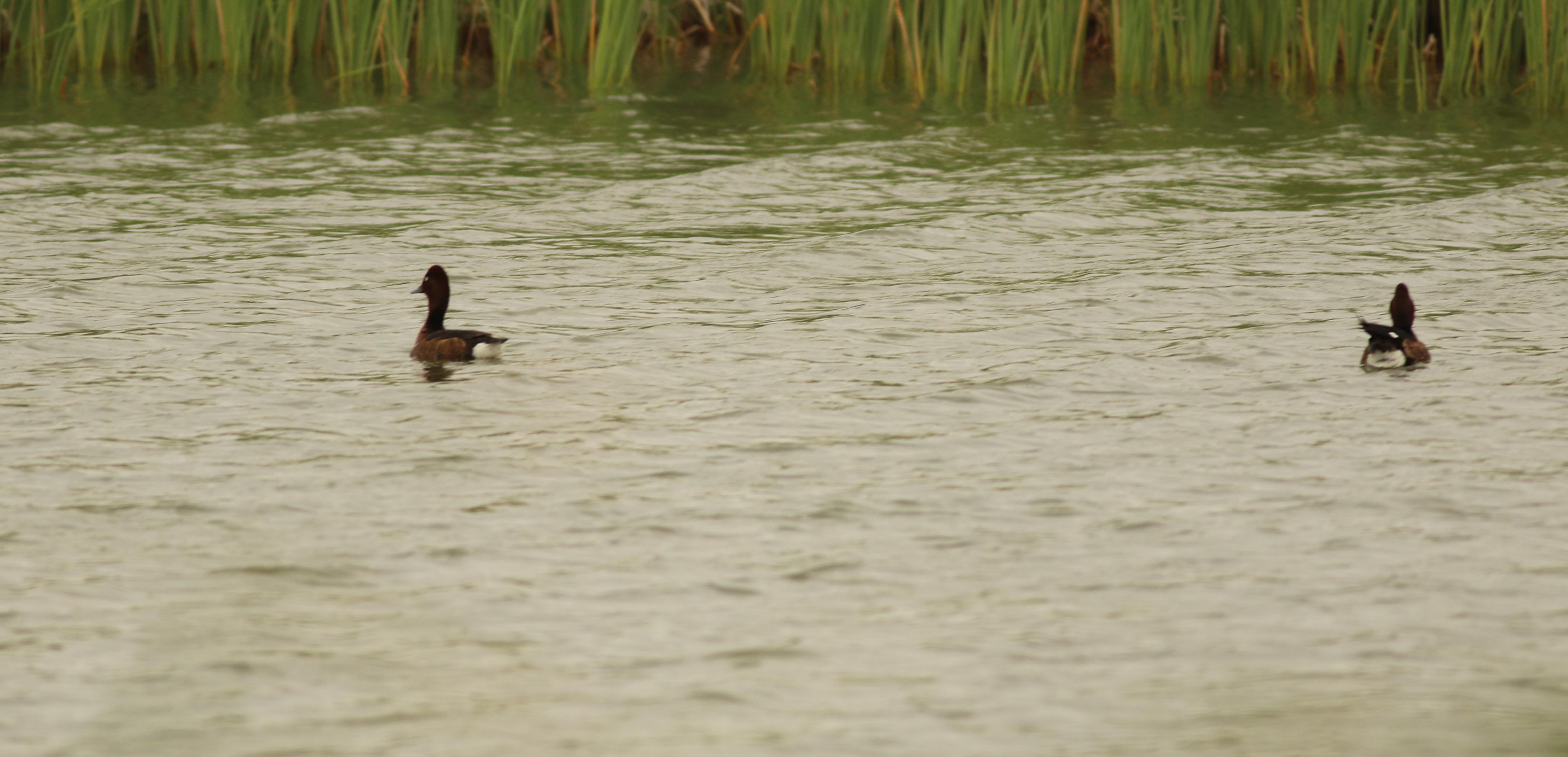 Ferruginous Duck
